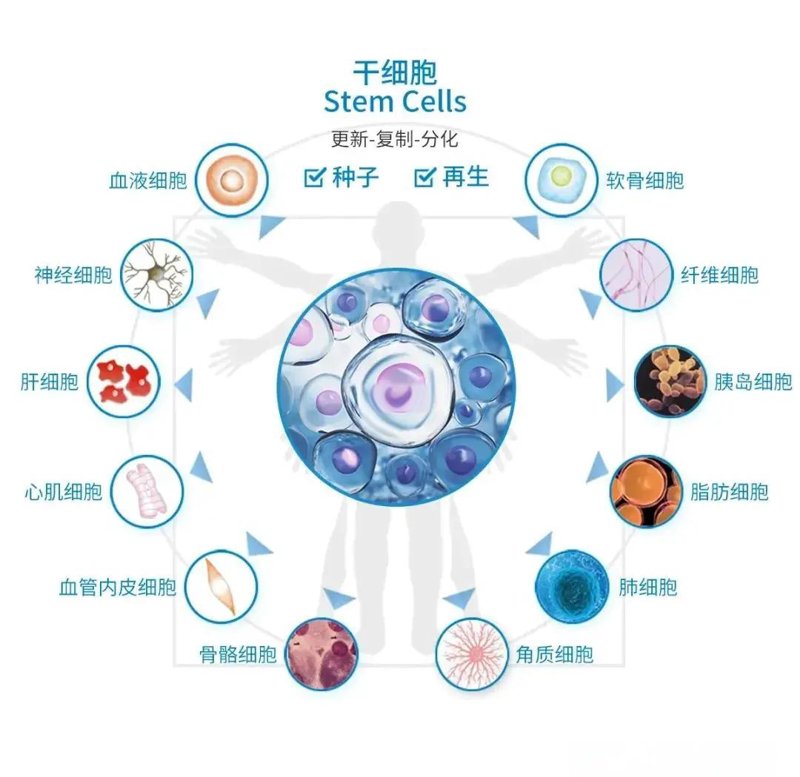 再生医学