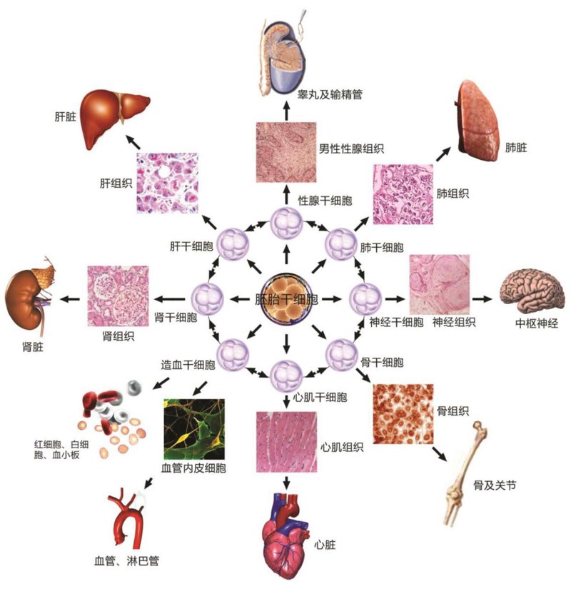 细胞储存技术:开启生命科学新篇章