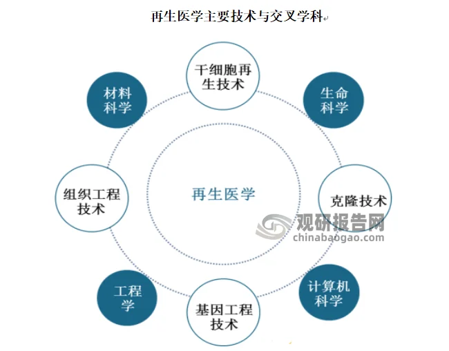 干细胞治疗:未来医疗的曙光